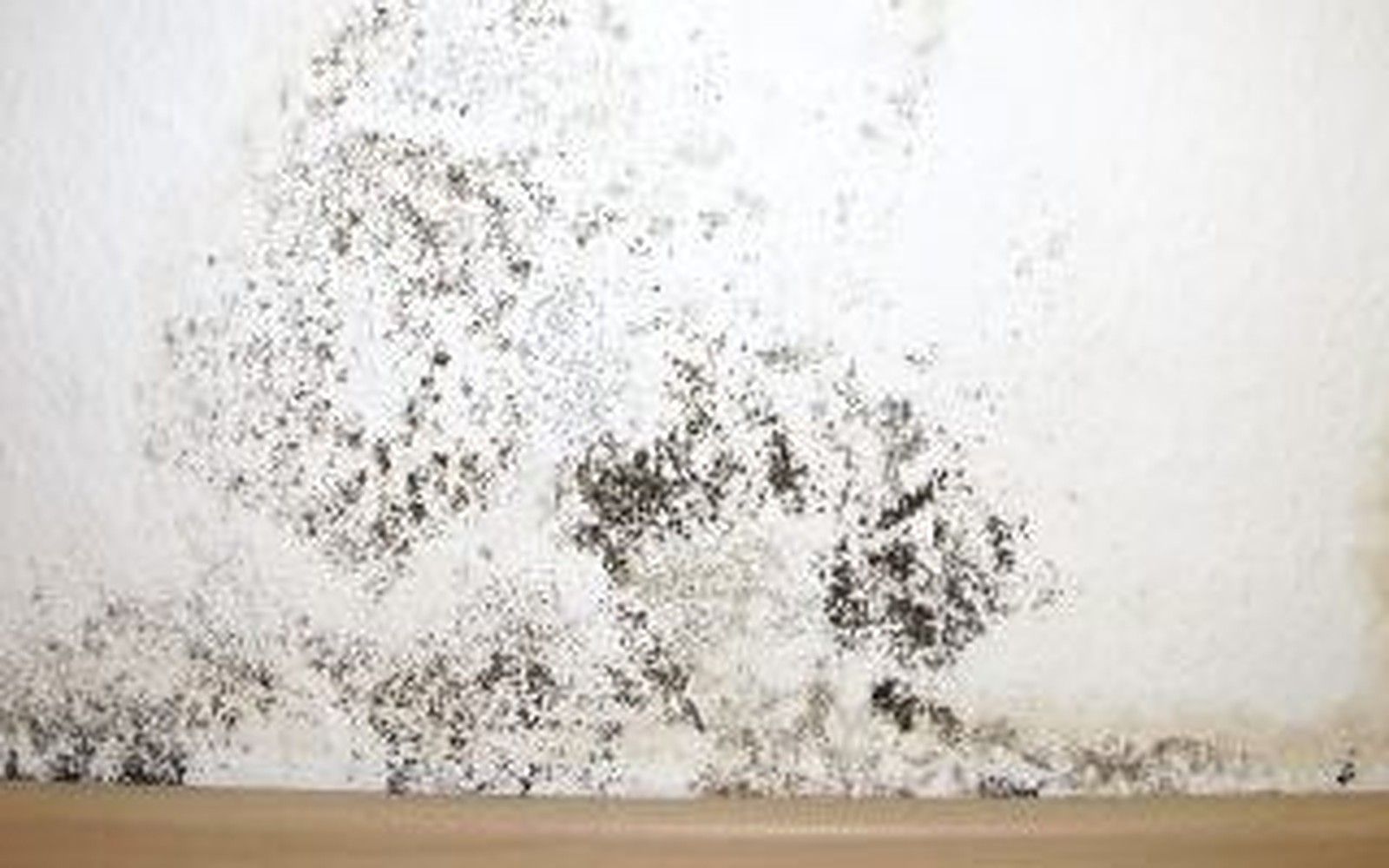 Illustrative example: the same wall with mold growth before remediation